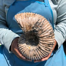 6.84LB Large Natural Beautiful Ammonite Fossil Conch Crystal Specimen Healing picture
