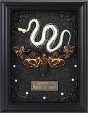 Real Death Head Moth Framed with Snake Skeleton, Gothic Insect Specimen Display picture