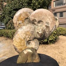 5560G TOP Natural Beautiful ammonite fossil conch Crystal specimen healing 238 picture