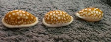 three large Cypraea cribraria Linne picture