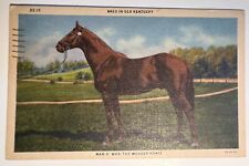 Postcard Man O War The Wonder Horse Bred in Old Kentucky Bluegrass State Linen picture