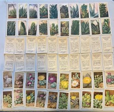 1932 Verkade Vetplanten Succulent Plants Cards–Dutch Trade Cards - 126 Cards Set picture