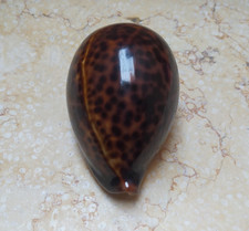 F Cypraea pantherina natural glossy red sea shell very nice color F++++ 85.7mm picture