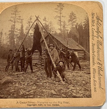 A Camp Scene — Hanging Up the Big Bear, Logging Camp Vintage Stereoview Card picture