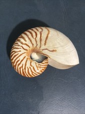 Natural Nautilus Seashell Pompilius Glycolic picture