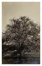 West Granville Massachusetts circa 1900 Apple Tree Standard Postcard picture