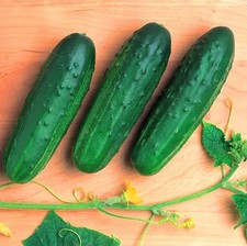 Cucumber PHOENIX 640 1 g Professional Seeds High Yield Worldwide Shipping picture