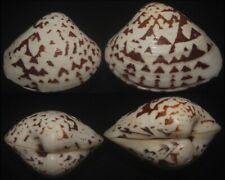 Tonyshells Seashell Lioconcha castrensis SET OF 2 ZIGZAG VENUS 30.5 & 36mm F+++ picture