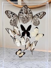 Real Butterfly Specimen Shadow Box 3D Acrylic Display Black White 10x13 picture