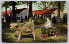1910 Boy Driving Calf Pulled Wagon SPEEDWAY Newburg PA Postcard picture