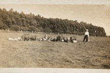 c1922 RPPC - Farmer In His Field Feeding Pigs ~#-9300 picture