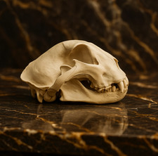 Life-Size Cheetah Skull Replica - Anatomical Model picture