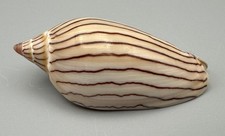 Amoria ellioti 75.5mm GEM Volute Shell Port Hedland Western Australia picture