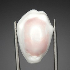 17.3ct Pink & White Cowrie Shell Carving Cameo Grade Natural Unheated Polished picture
