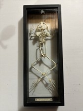 General Biological Supply House Chicago, Ill Bull Frog Skeleton Display Case picture