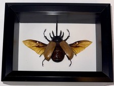 Five Horned Rhinoceros Beetle (Eupatorus gracilicornis), Chiang Mai, Thailand picture