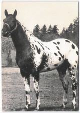 Vintage Photo Postcard Six Mile Chief Appaloosa Horse Gelding Ellen White picture