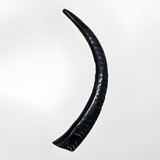 Sable Shofar Yemenite Horn XL 22”-32” Half Polished Kosher USA picture