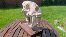 Sabertooth Skull Replica Hand Dyed With Custom Wood Base picture