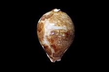 Seashells - Cyprea Mappa Valentia like - 87mm picture