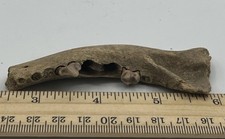 Crocuta crocuta spelaea Juvenile Cave Hyena Teeth Jaw 10,000++ Yrs Old CH2 picture