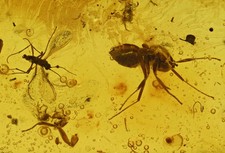 Four different insects (see list), Fossil Insect Inclusion in Baltic Amber picture
