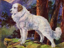 1930s Antique Great Pyrenees Print N S Langley Pyrenees Wall Art Decor 7134k picture