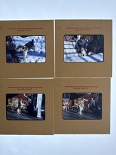 Vtg 1950s Kodachrome Slides Lot 4 Wire Fox Terrier Dog Snow Porch Red House picture