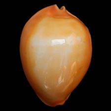 CY467 Cypraea (Zoila) rosselli raywalkeri 46.7mm  |  Western Australia  |  GEM- picture
