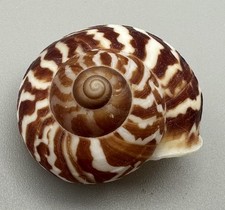 Cyclophorus daraganicus Land Snail Shell 24.8mm Bold Dark Pattern Philippines picture