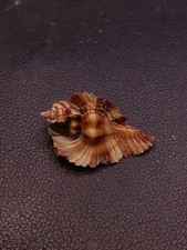 Chicoreus miyokoae murex sea shell 33mm beach marine collectors. #17959 picture