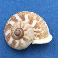 #33 Cyclophorus daraganicus 29.2mm South Luzon, Philippines picture