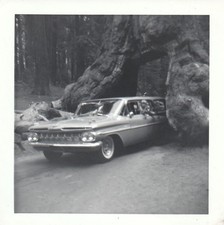 Vintage Photo Wawona Tunnel Tree 1959 Chevrolet Station Wagon Car Yosemite CA picture