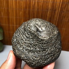 73mm Rare Rugose Coral  Slab original Actinocyathus Morocco 291g AA9419 picture