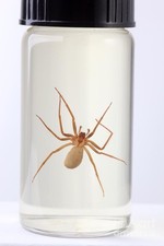 BROWN RECLUSE SPIDER / Loxosceles reclusa Preserved specimen picture
