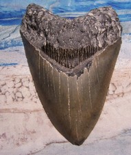 MEGALODON Shark Tooth 5 1/8 sharks teeth HUGE jaw fossil REAL megladon SERRATED picture