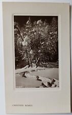 A Christmas Wishes Pine Trees Covered In Snow RPPC Real Photograph Postcard picture