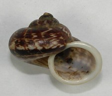 CYCLOPHORUS ELEGANS 34.91mm BEAUTIFUL RARE SPECIMEN South Guangxi, China 2006 picture