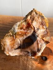 petrified wood piece raw fire opalized agatized 2lb red white crimson red raw picture