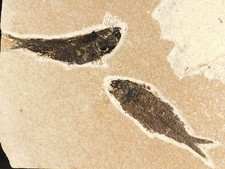 TWO Larger 50 Million Year Old FISH Fossils on Big Matrix From Wyoming 1172gr picture