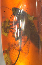 Cretaceous Grasshopper in Burmese Burmite Amber Fossil Dinosaur Age picture