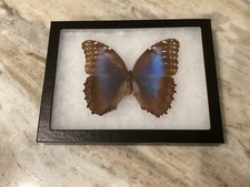 Real Butterfly-  TROPICAL BLUE MOON EGGFLY  in black frame shadow box 8.5”x6.5” picture