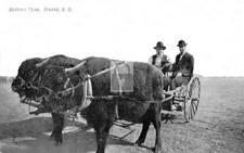 Buffalo Team Pulling Men In Cart Pierre South Dakota SD - Reprint picture