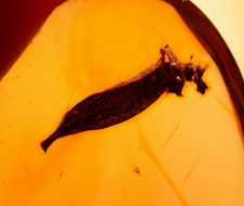 Super RARE Leaf Caught in Spider Webbing in Dominican Amber Fossil Gem picture