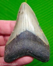 MEGALODON SHARK TOOTH  Real Fossil - 3.62”  Sharks Teeth picture