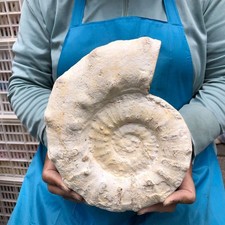 5.45LB Large Natural Beautiful Ammonite Fossil Conch Crystal Specimen Healing picture