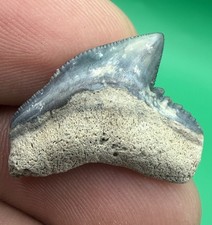 Colorful Tiger Shark Tooth 0.92” A Grade picture
