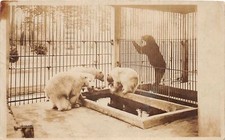 J68/ Seattle Washington RPPC Postcard c1920s Polar Bear Zoo Cage  193 picture