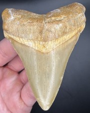 Incredible XL 3.28” Chubutensis Shark Tooth Fossil Megalodon Family Summerville picture