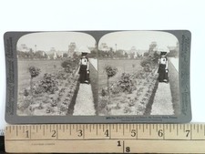 Louvre Paris Stereoview Underwood & Underwood 1901 France Gardens picture